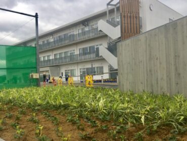 プール横の植栽