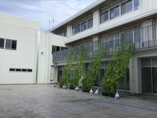 真夏の植物たち
